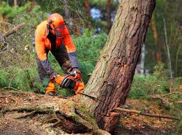 Best Hazardous Tree Removal  in Red Hill, SC